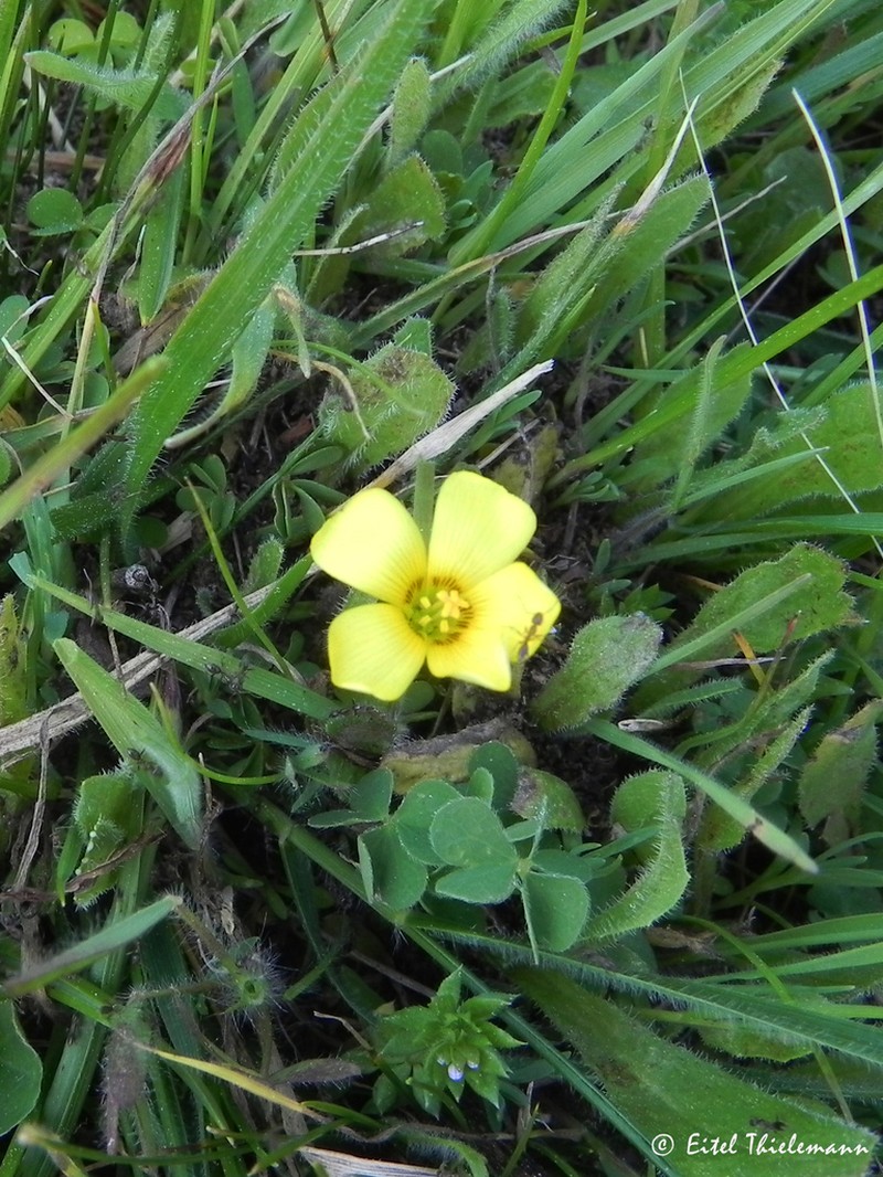Oxalis aureoflava photo 4