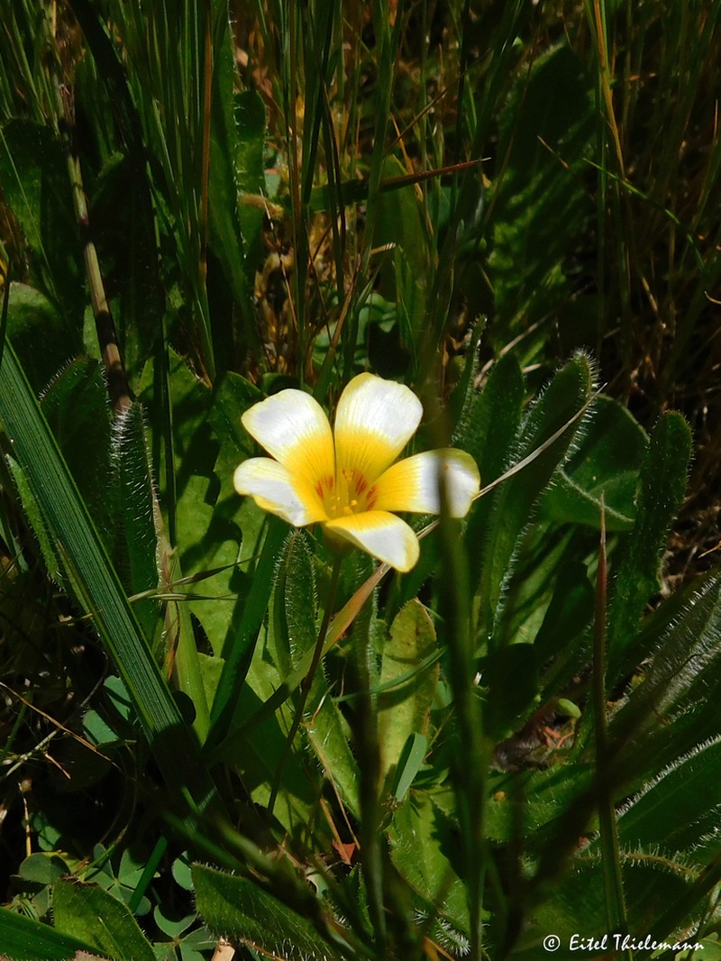 Oxalis aureoflava photo 5