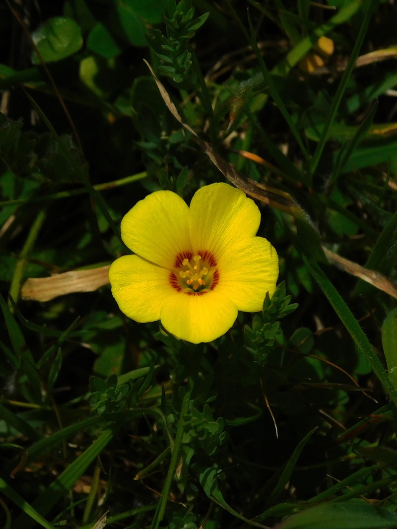 Oxalis aureoflava photo 6