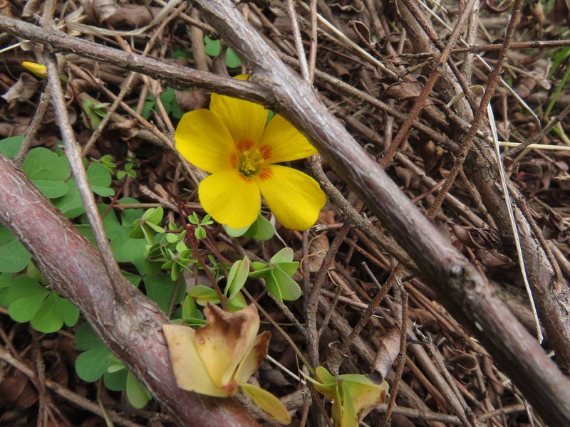 Oxalis aureoflava photo 7