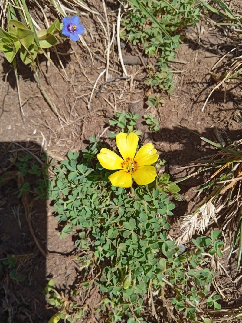 Oxalis aureoflava photo 8