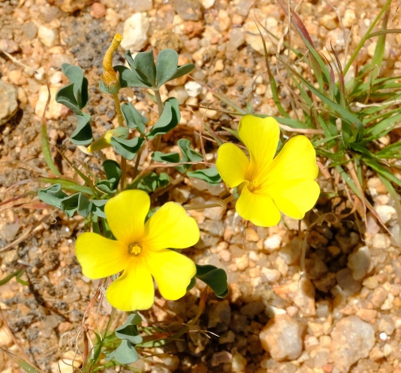Oxalis ausensis photo 3