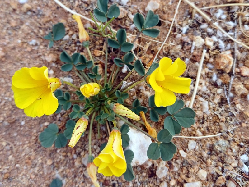 Oxalis ausensis photo 5