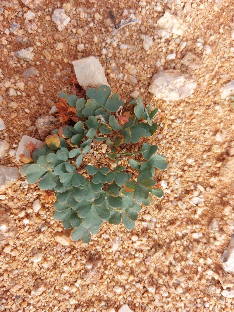 Oxalis ausensis photo 6