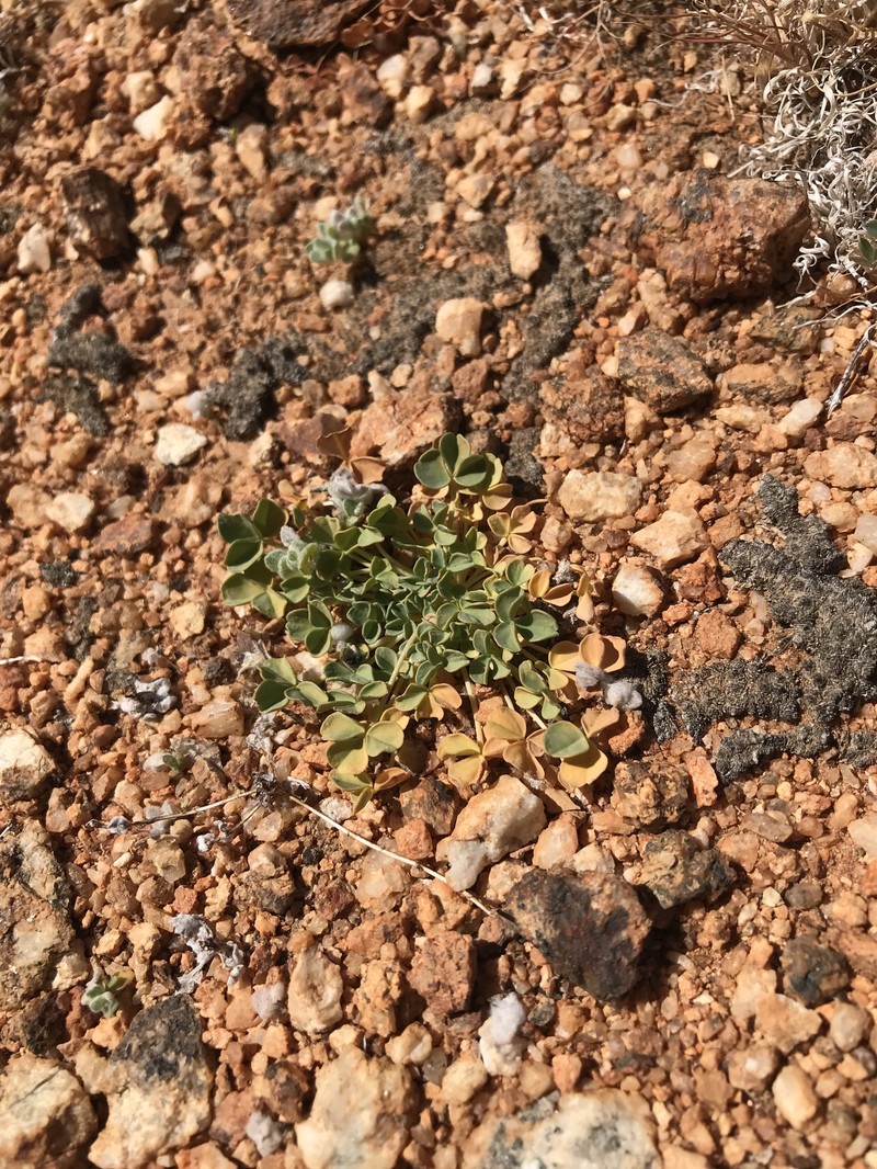 Oxalis ausensis photo 7