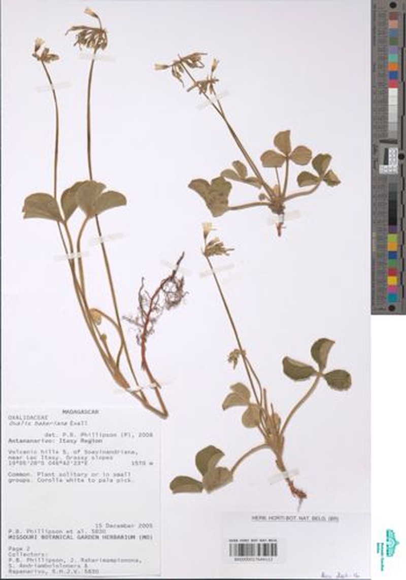Oxalis bakeriana