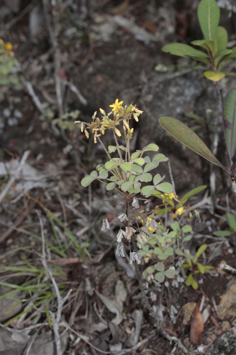 Oxalis balansae photo 2