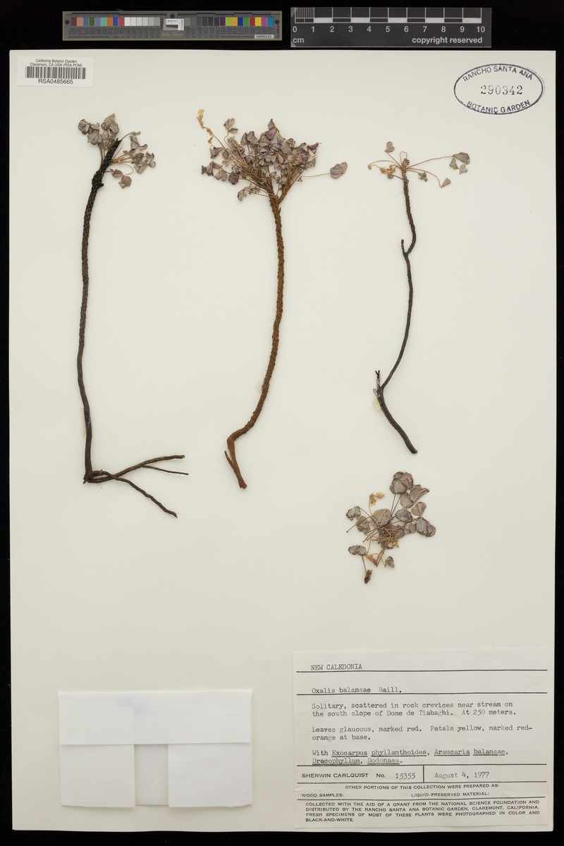 Oxalis balansae photo 3