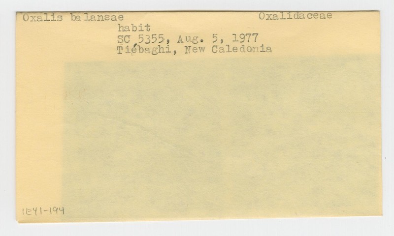 Oxalis balansae