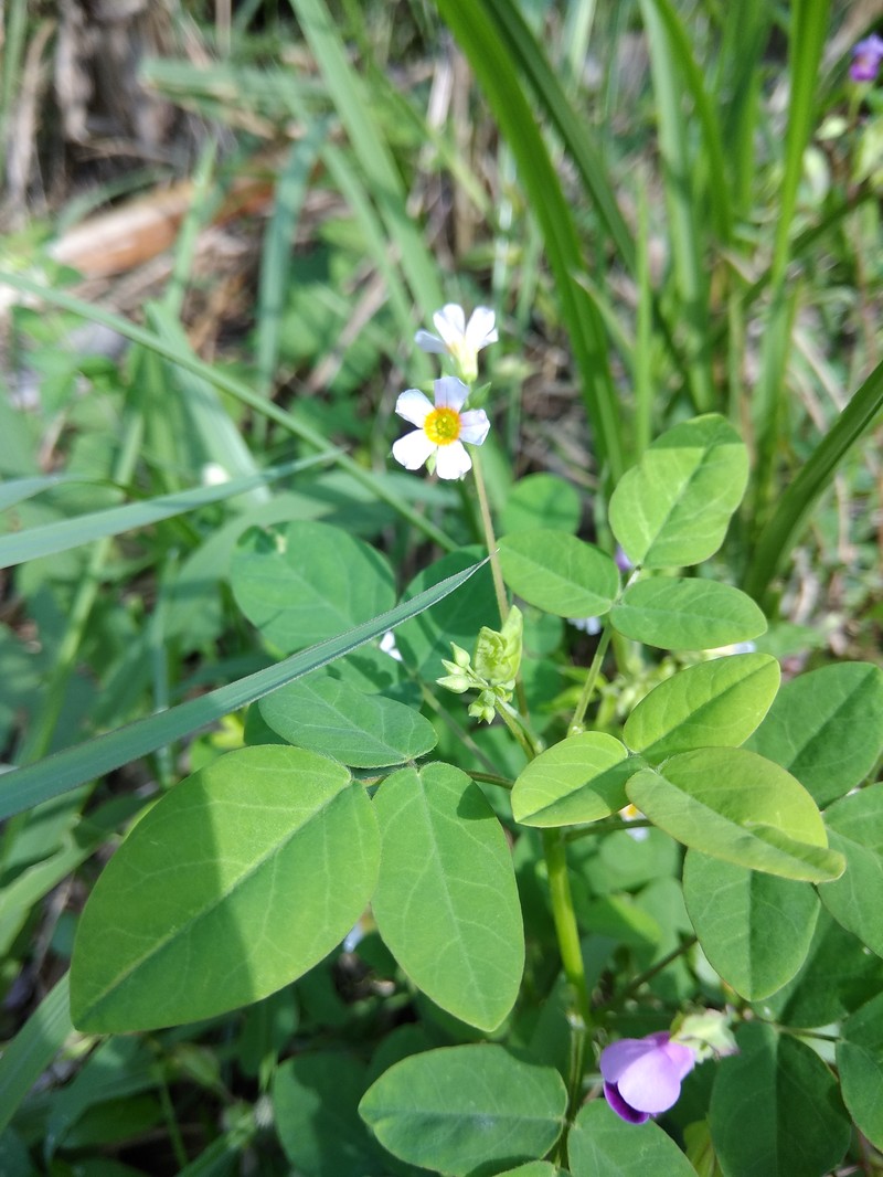 Barrelier's Woodsorrel