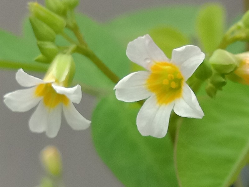 Barrelier's Woodsorrel photo 3