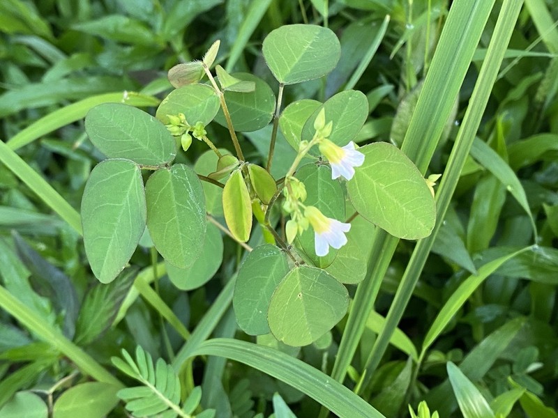 Barrelier's Woodsorrel photo 4