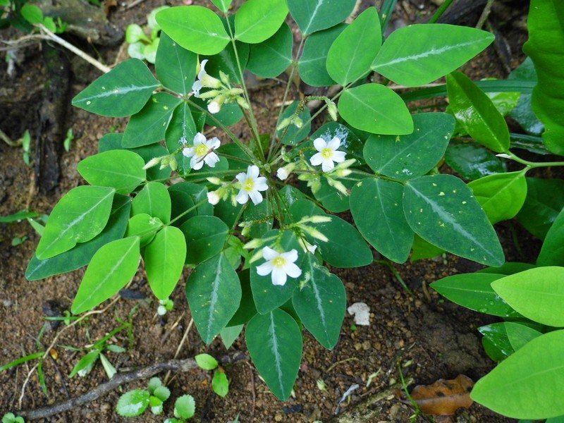 Barrelier's Woodsorrel photo 5
