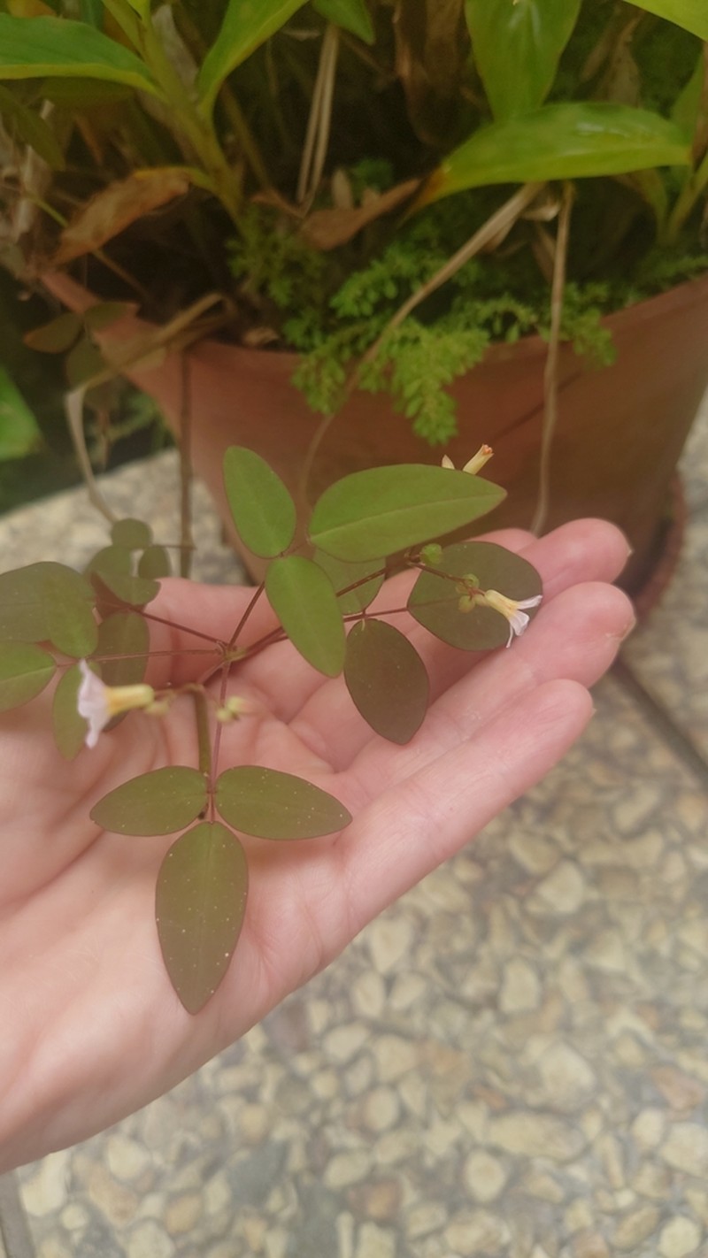 Barrelier's Woodsorrel photo 6