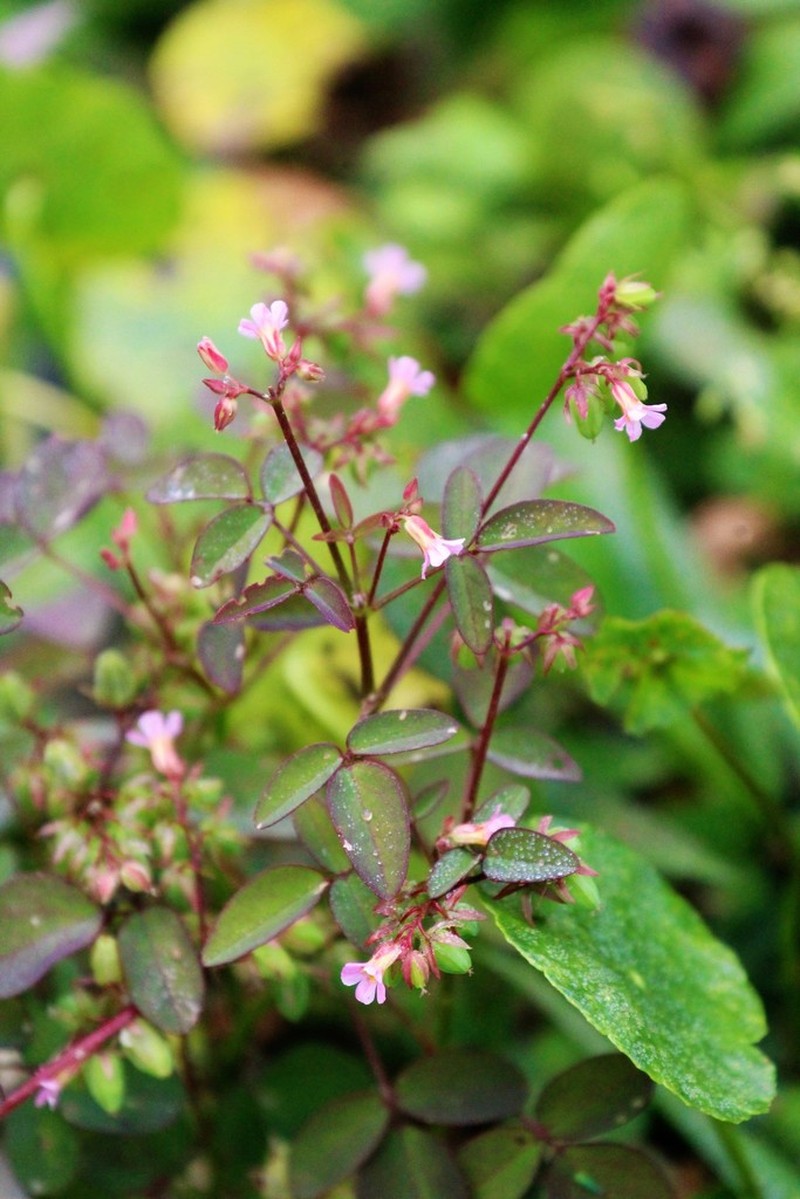 Barrelier's Woodsorrel photo 7
