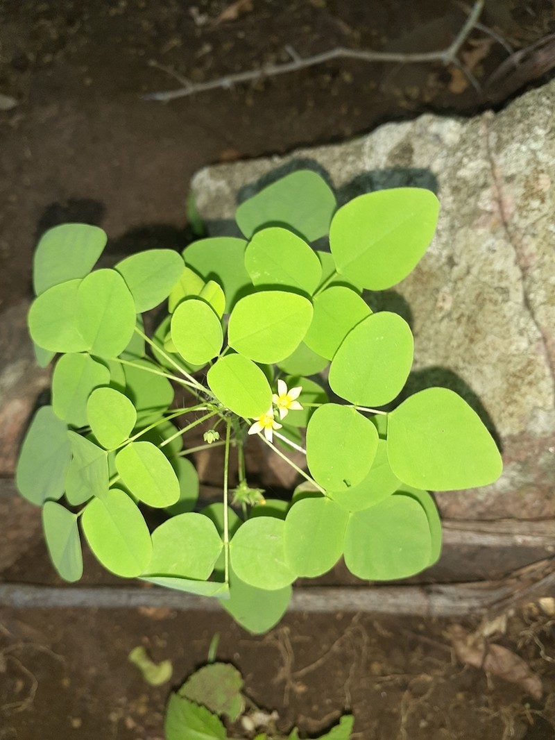 Barrelier's Woodsorrel photo 8
