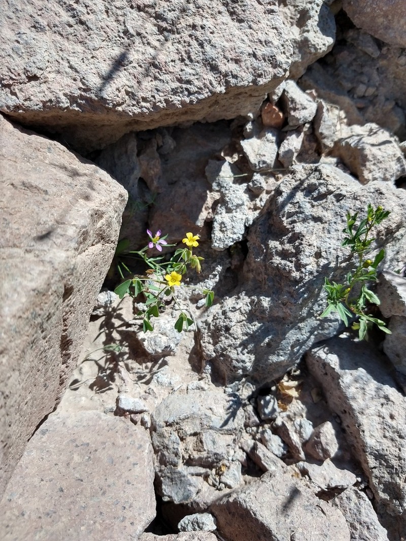 Oxalis bartolomensis