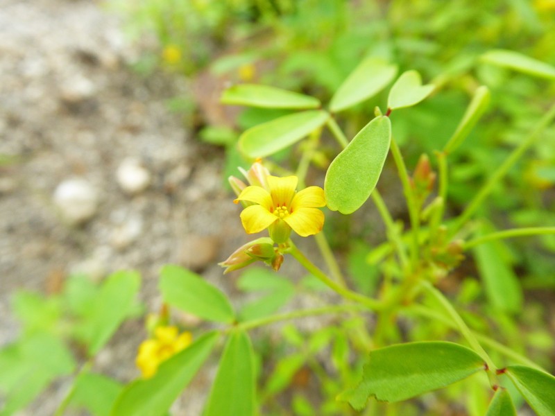 Oxalis bartolomensis photo 2