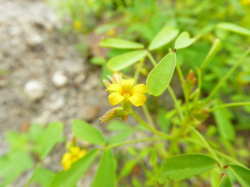 Oxalis bartolomensis photo 3