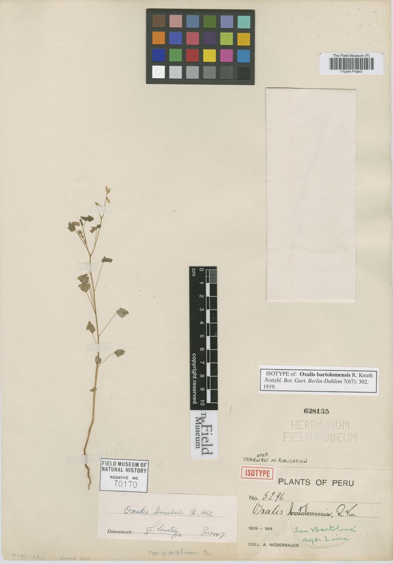 Oxalis bartolomensis photo 4