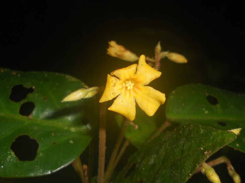 Oxalis bela-vitoriae