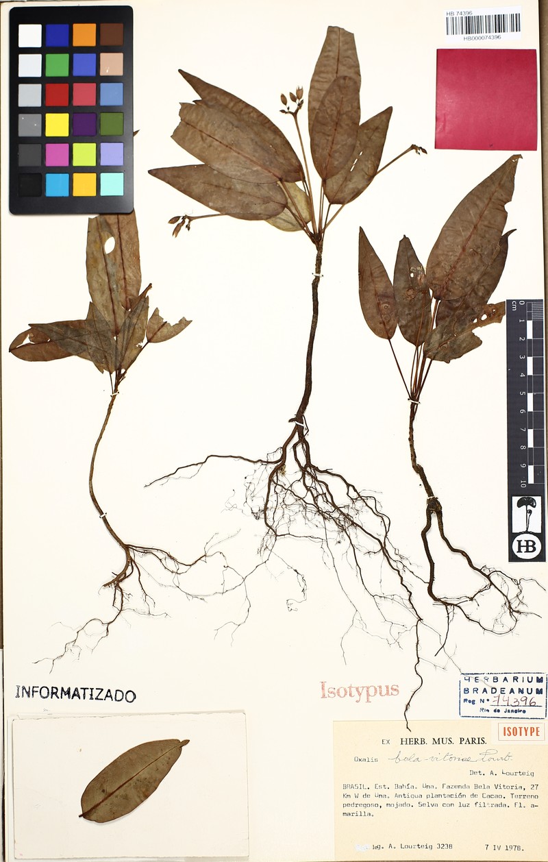 Oxalis bela-vitoriae photo 2