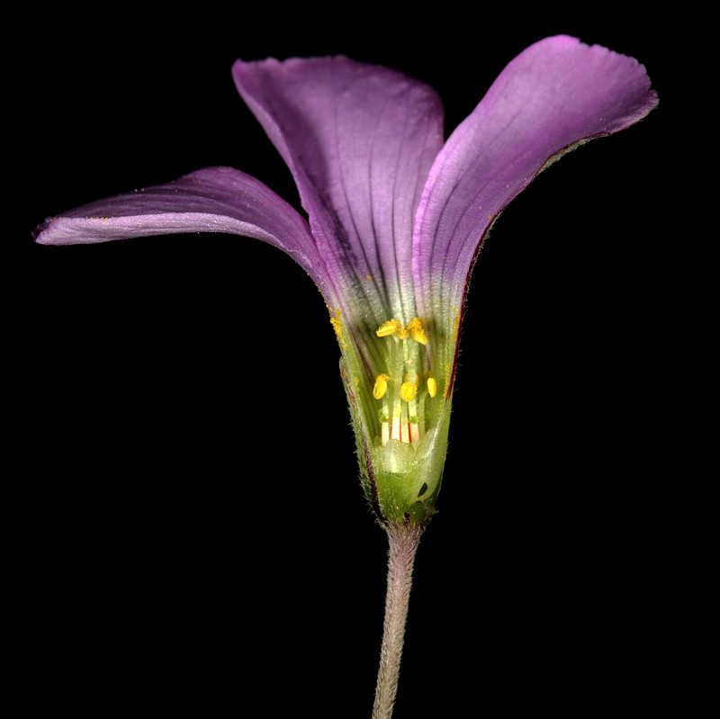 Oxalis bifida
