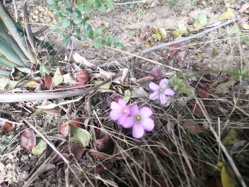 Oxalis bifida photo 2