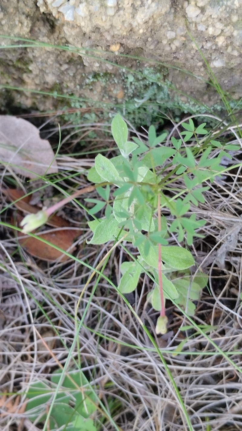 Oxalis bifida photo 3