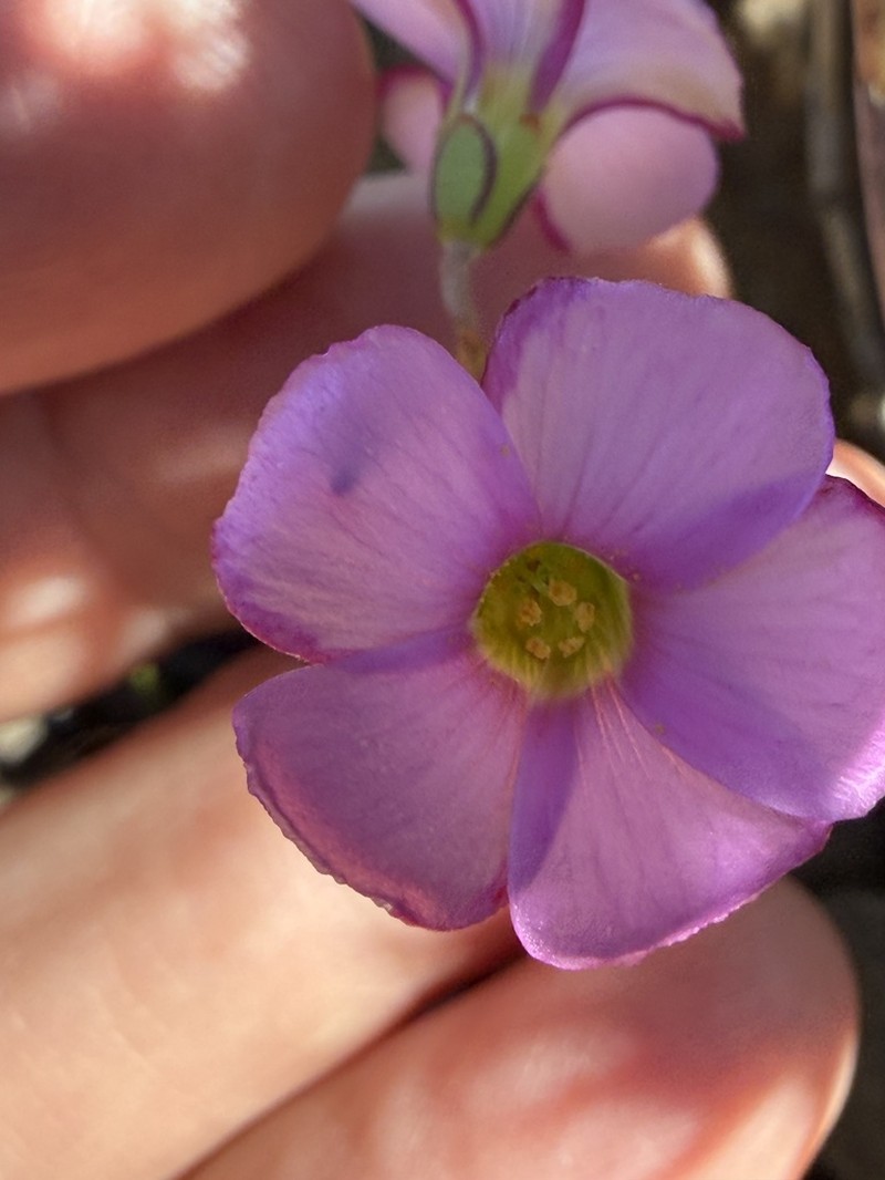 Oxalis bifida photo 4
