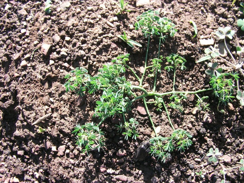Oxalis bifida photo 5