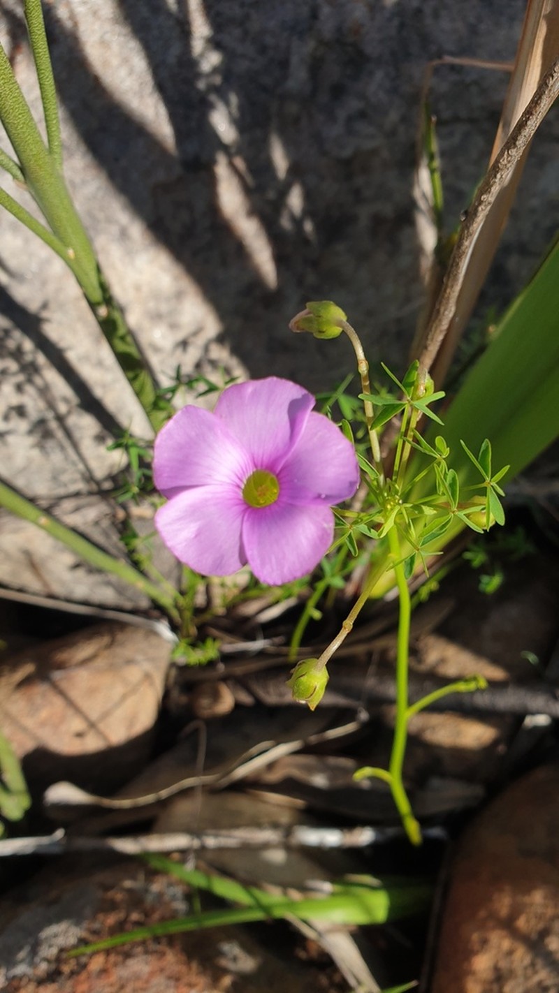 Oxalis bifida photo 6