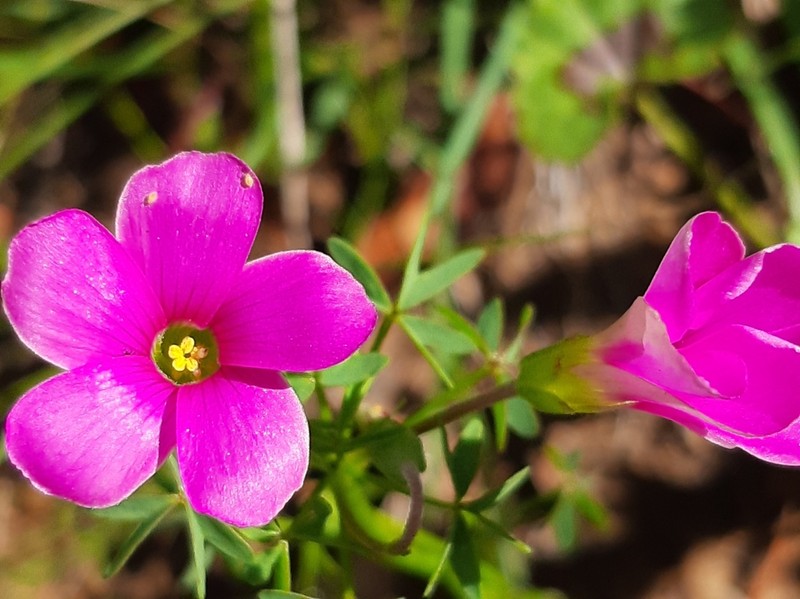 Oxalis bifida photo 7