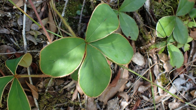 Oxalis bifrons