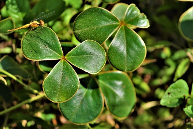 Oxalis bifrons photo 2