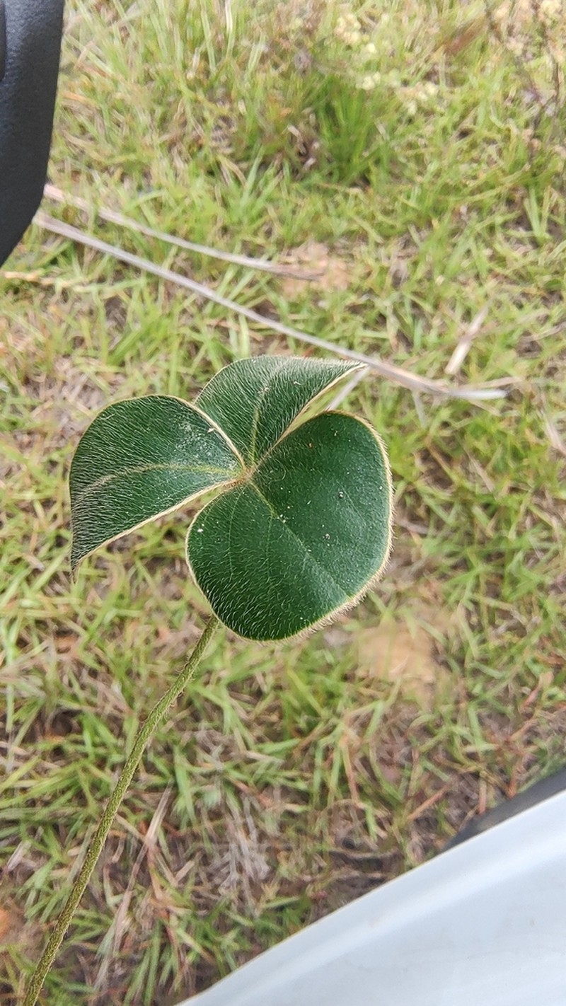 Oxalis bifrons photo 3