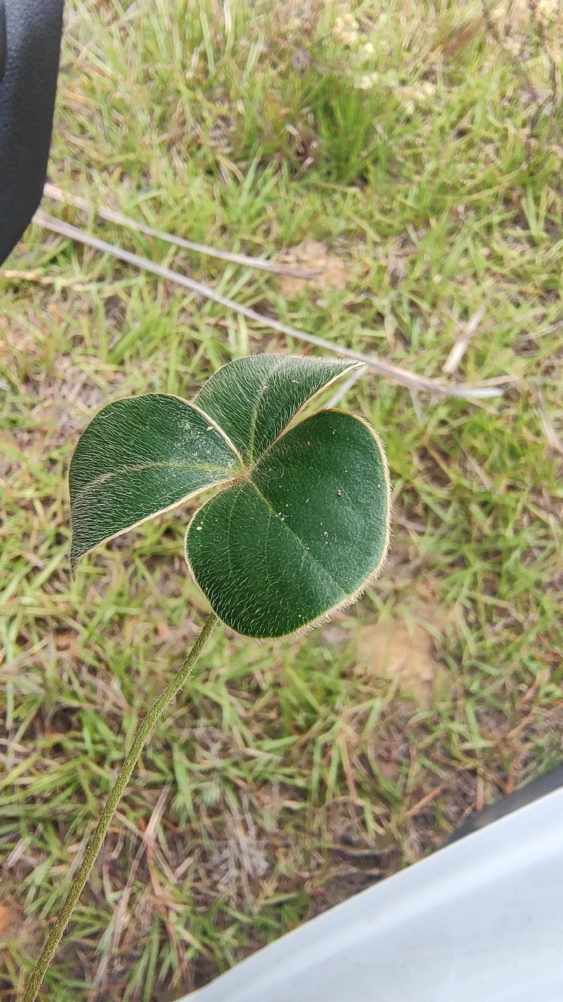 Oxalis bifrons photo 4
