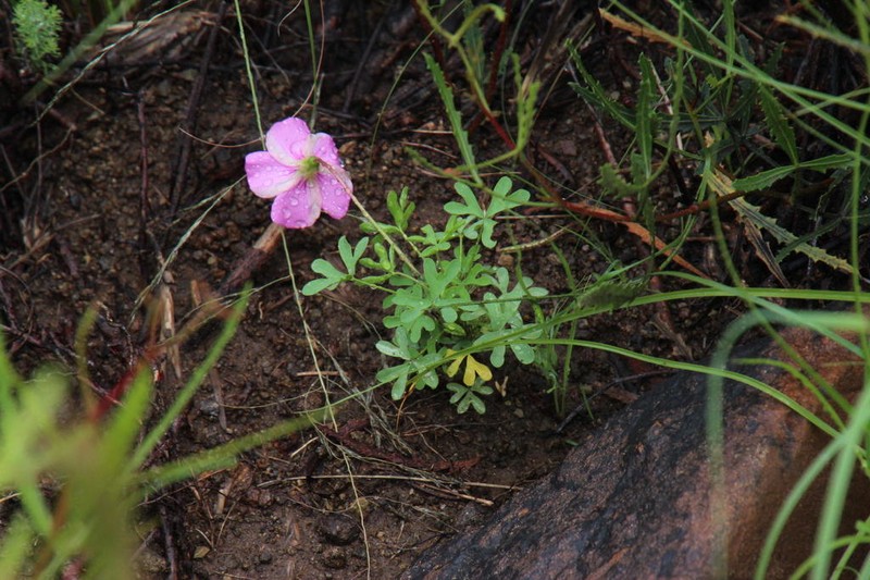 Oxalis bifurca