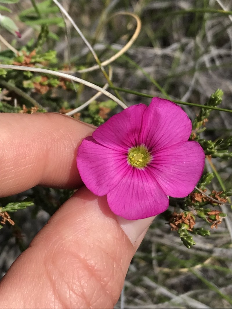 Oxalis bifurca photo 2