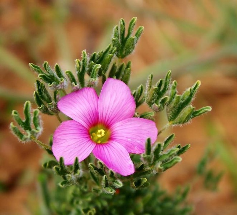 Oxalis bifurca photo 3