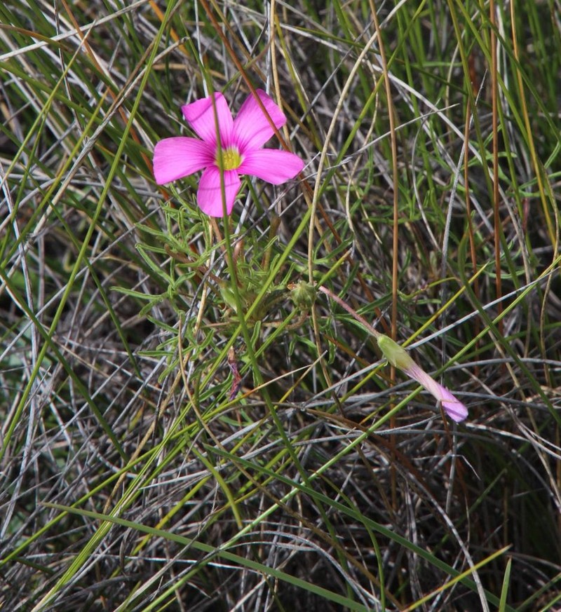 Oxalis bifurca photo 4
