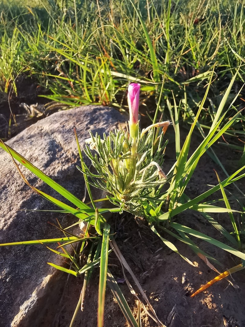 Oxalis bifurca photo 5
