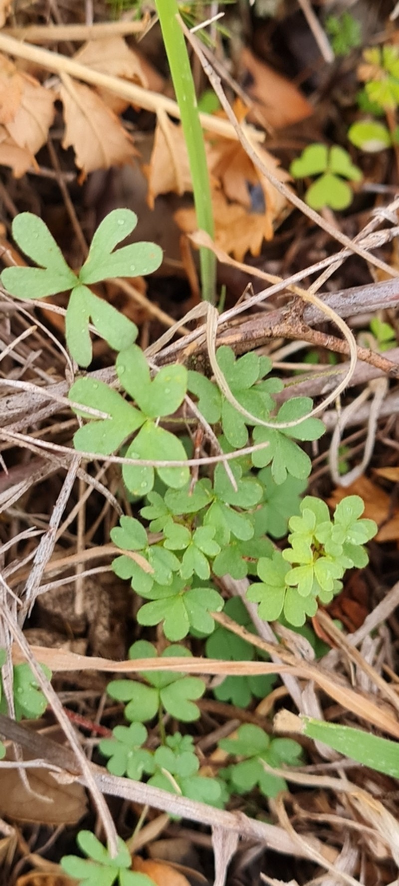 Oxalis bifurca photo 6