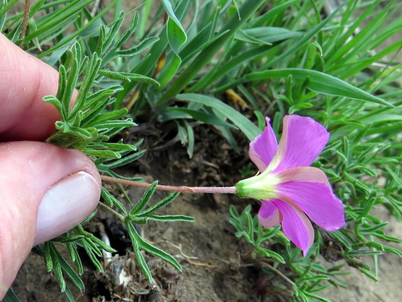 Oxalis bifurca photo 7