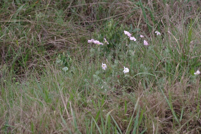Oxalis bifurca photo 8