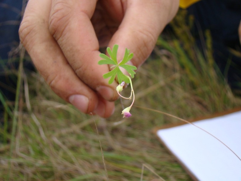 Oxalis bipartita