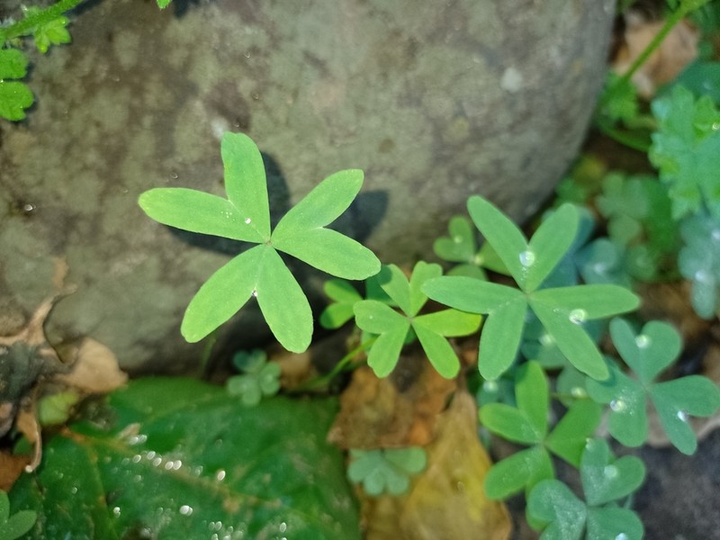 Oxalis bipartita photo 2