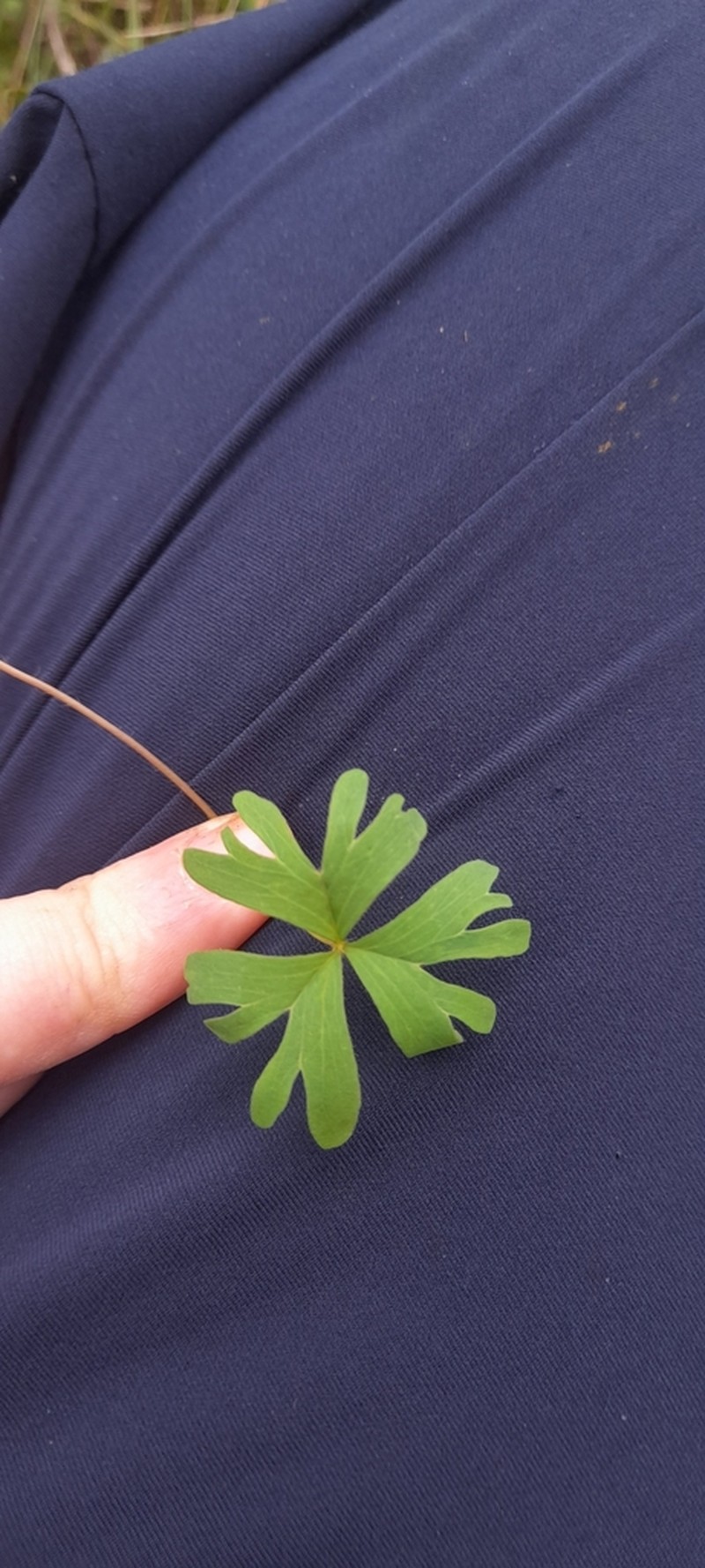 Oxalis bipartita photo 4