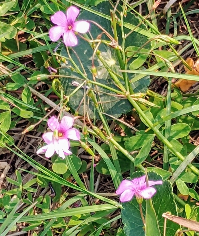 Oxalis bipartita photo 5