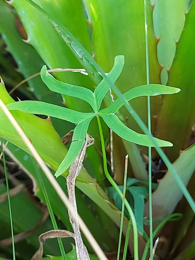 Oxalis bipartita photo 6